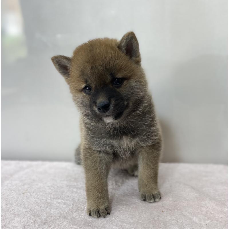 販売中の長野県の柴犬-412122の4枚目