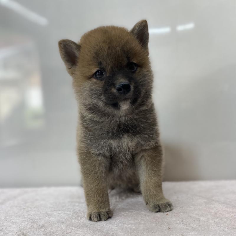 販売中の長野県の柴犬-412122の3枚目