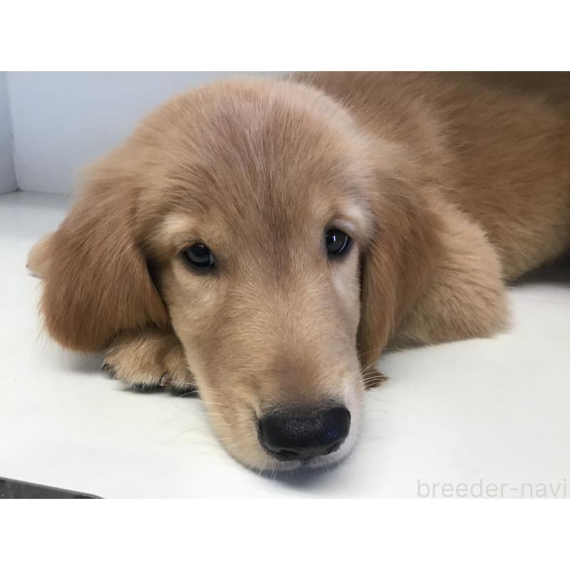 販売中の山形県のゴールデンレトリーバー-404619の4枚目