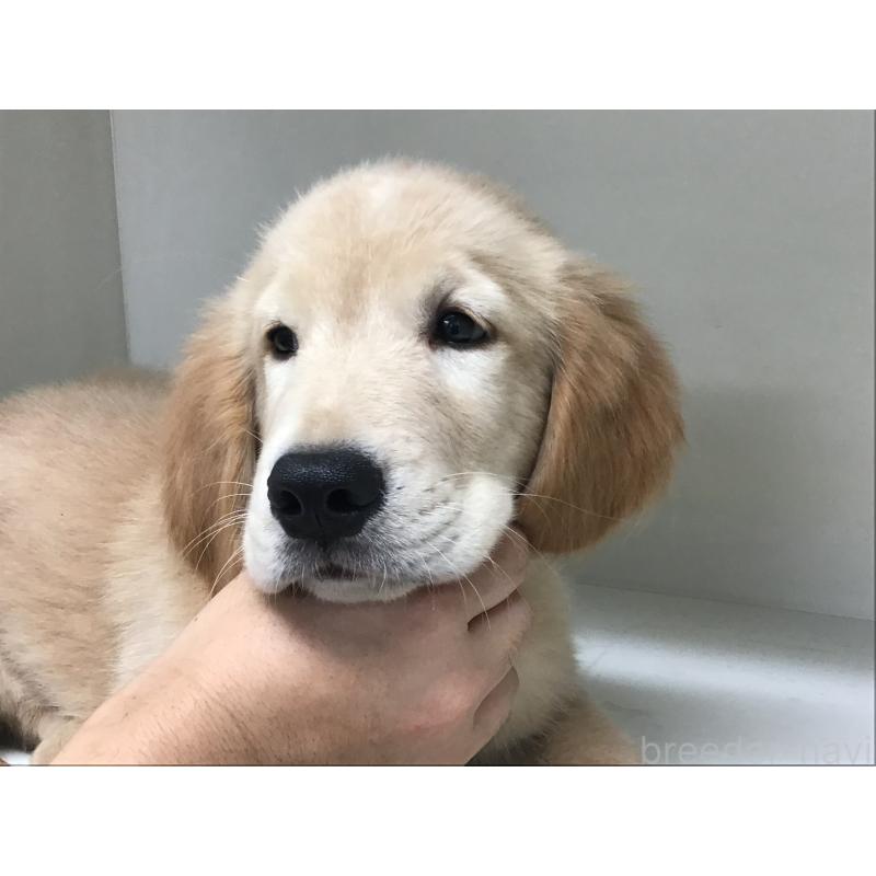 販売中の山形県のゴールデンレトリーバー-404615の3枚目