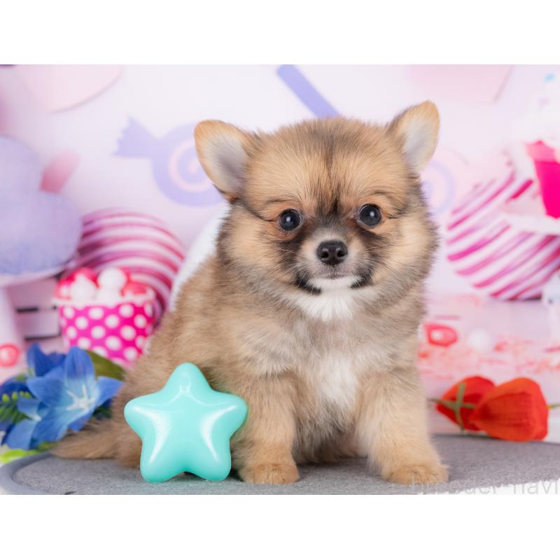 販売中の岐阜県のポメチワ:ポメラニアン×チワワ-414117の5枚目