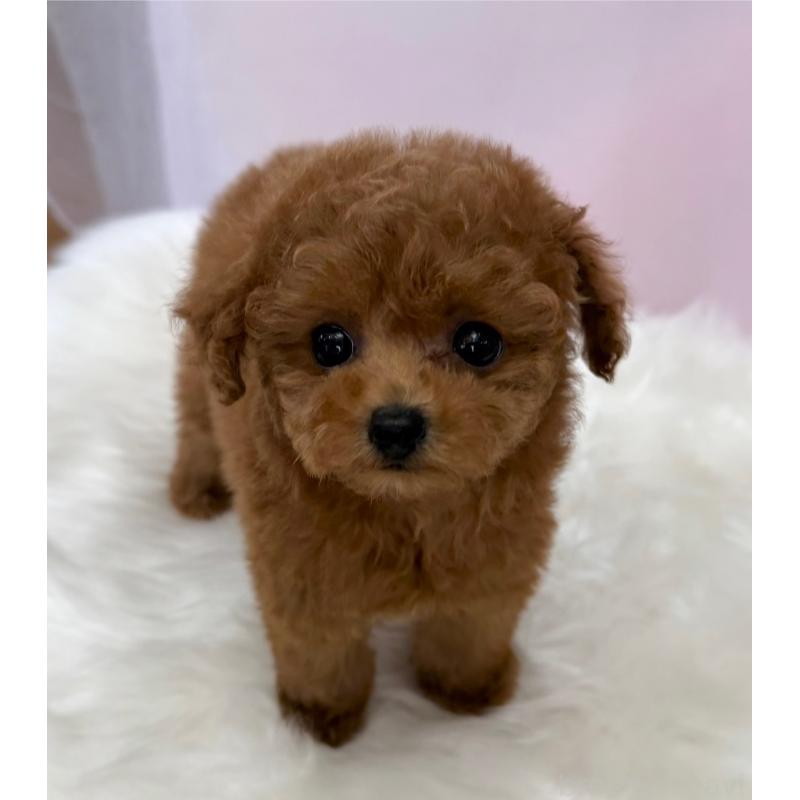 販売中の神奈川県のティーカッププードル-412132の1枚目