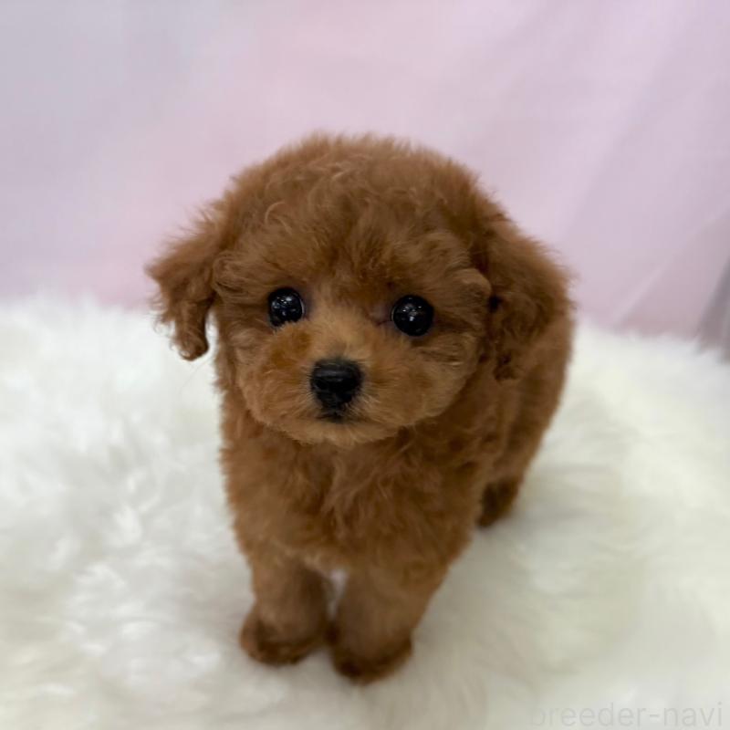 販売中の神奈川県のティーカッププードル-412132の2枚目