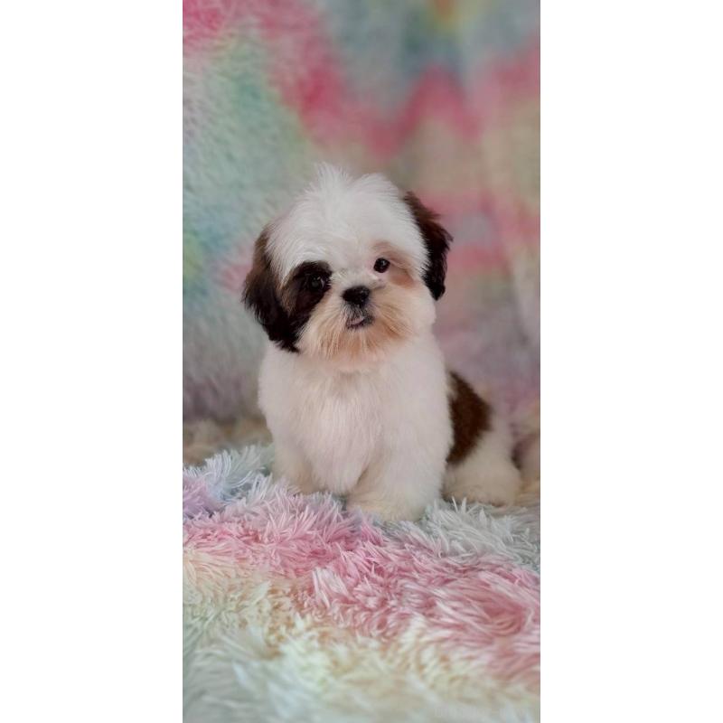 成約済の長野県のシーズー-400056の2枚目