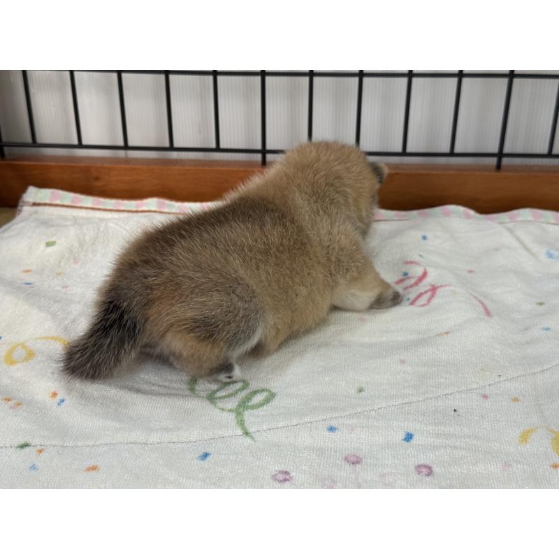 販売中の岡山県の豆柴-412139の5枚目