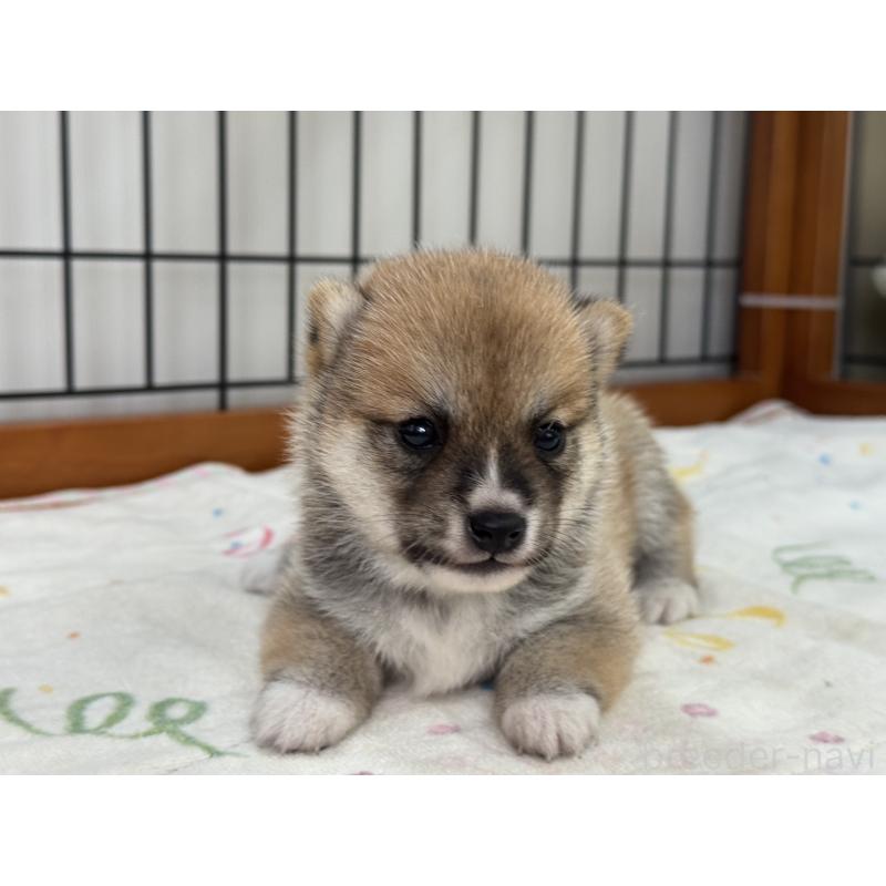 販売中の岡山県の豆柴-412139の2枚目