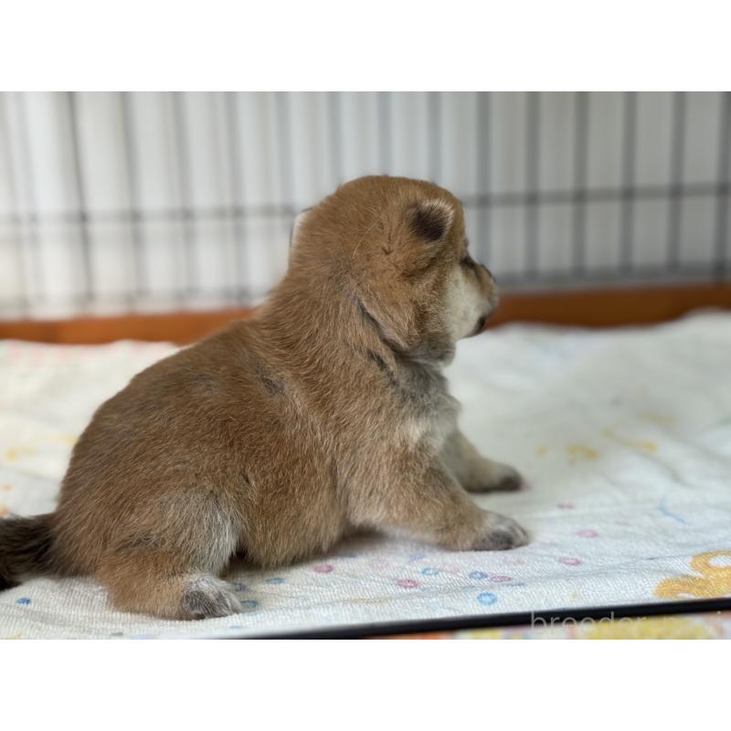 販売中の岡山県の豆柴-412140の4枚目