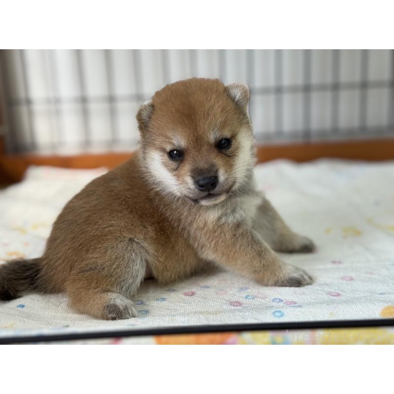 販売中の岡山県の豆柴-412140の2枚目