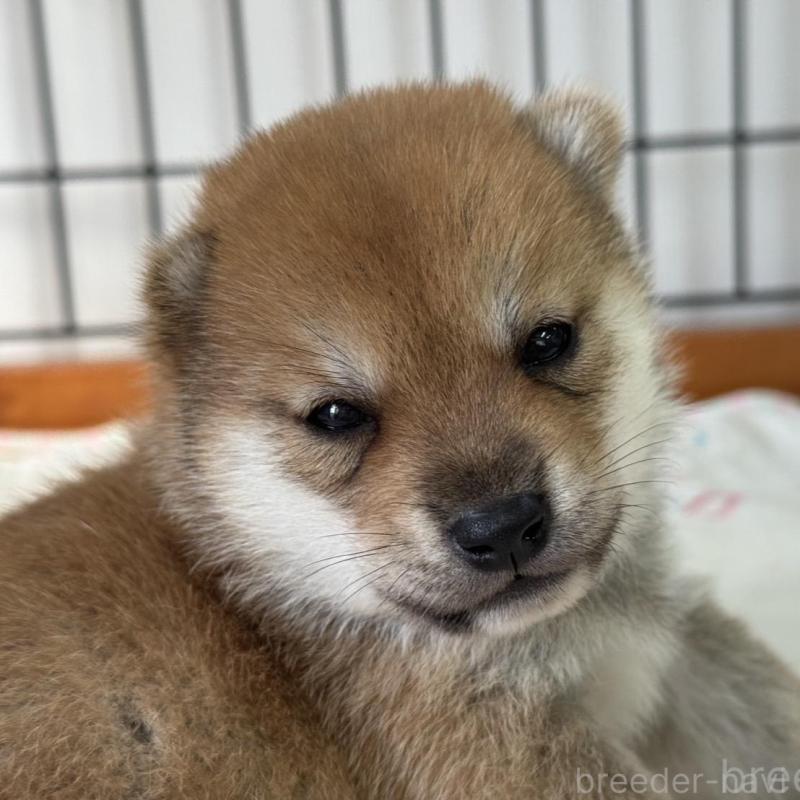 販売中の岡山県の豆柴-412140の1枚目
