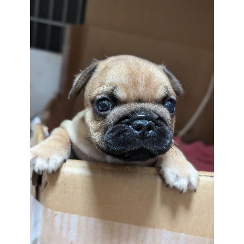 成約済の愛知県のフレンチブルドッグ-410786の15枚目