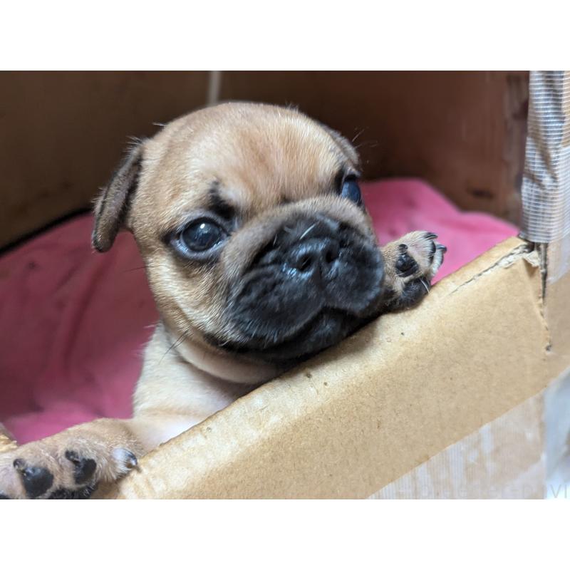 成約済の愛知県のフレンチブルドッグ-410786の14枚目