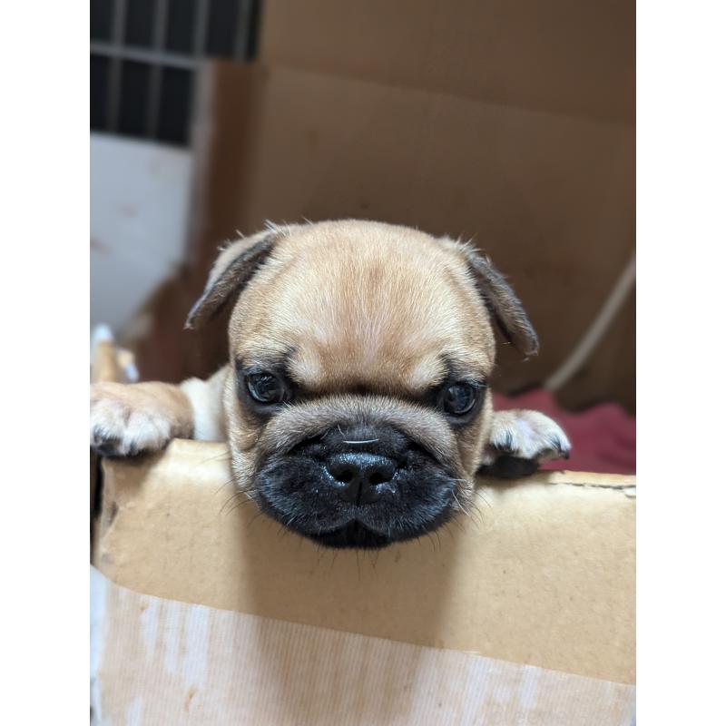 成約済の愛知県のフレンチブルドッグ-410786の13枚目