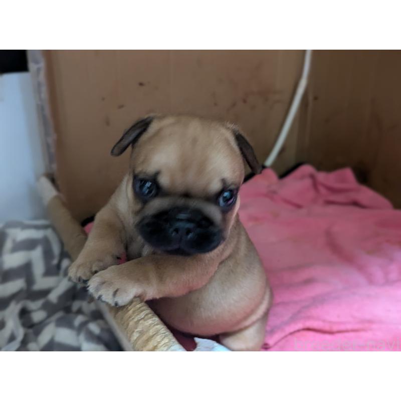 成約済の愛知県のフレンチブルドッグ-410786の12枚目