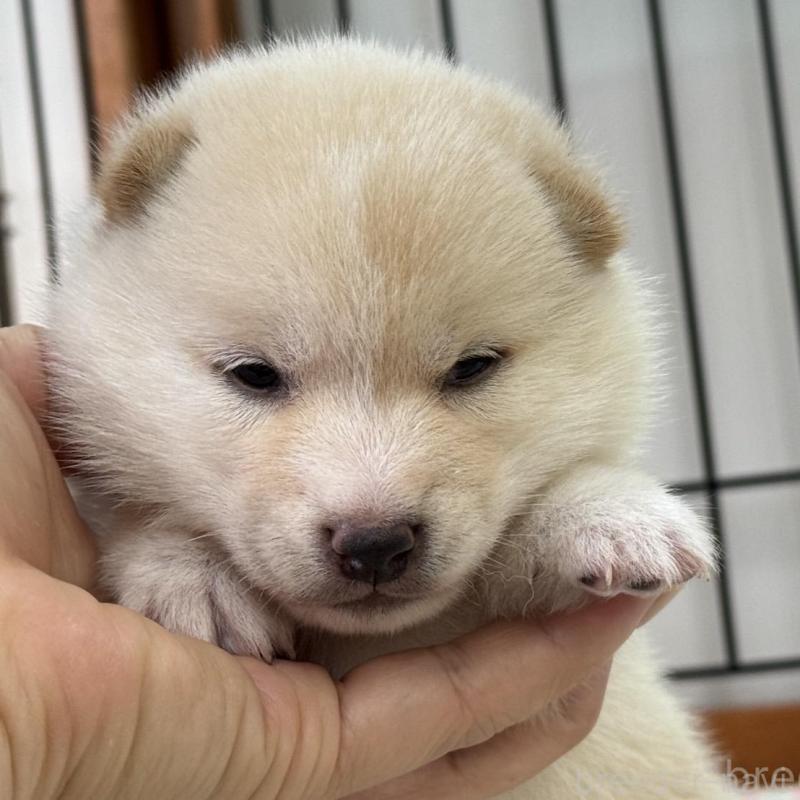 販売中の岡山県の豆柴-412141の1枚目