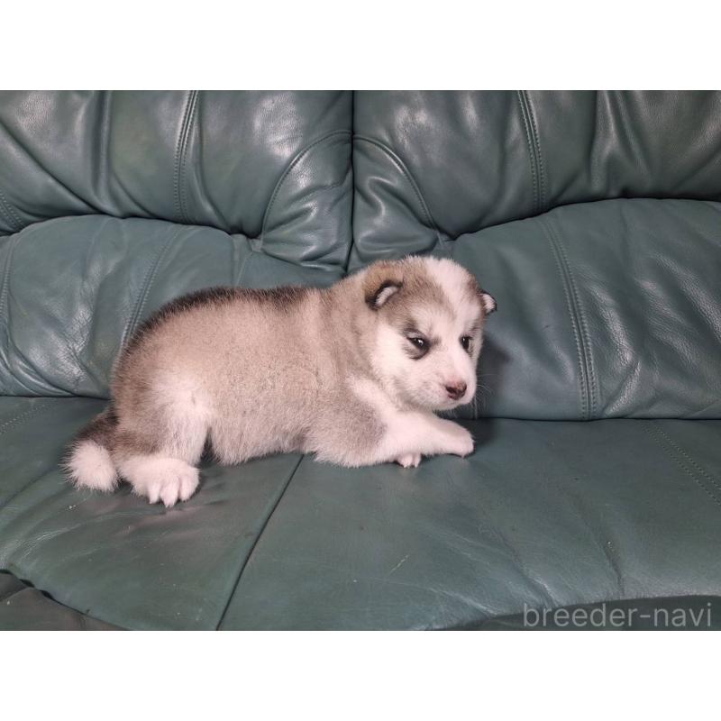 販売中の千葉県のミックス犬-412143の4枚目