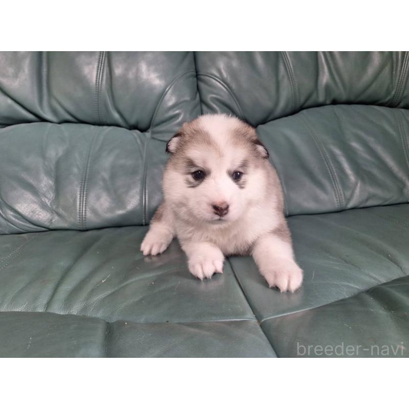 販売中の千葉県のミックス犬-412143の3枚目