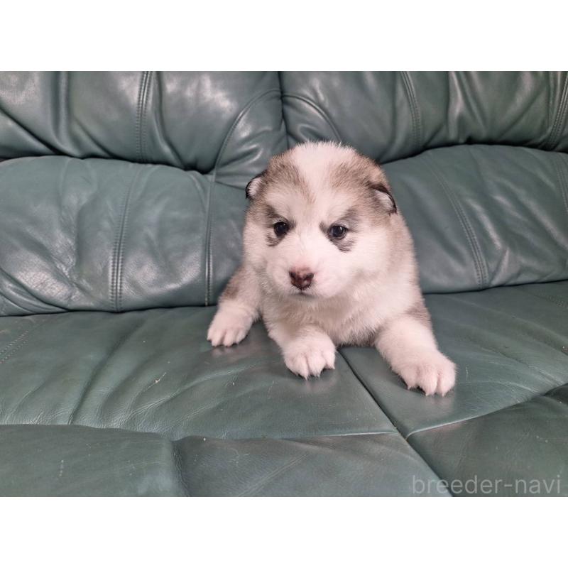 販売中の千葉県のミックス犬-412143の2枚目