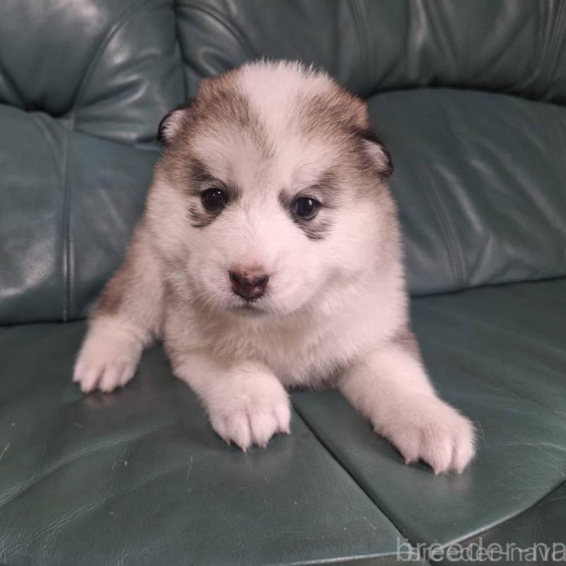 販売中の千葉県のミックス犬-412143の1枚目