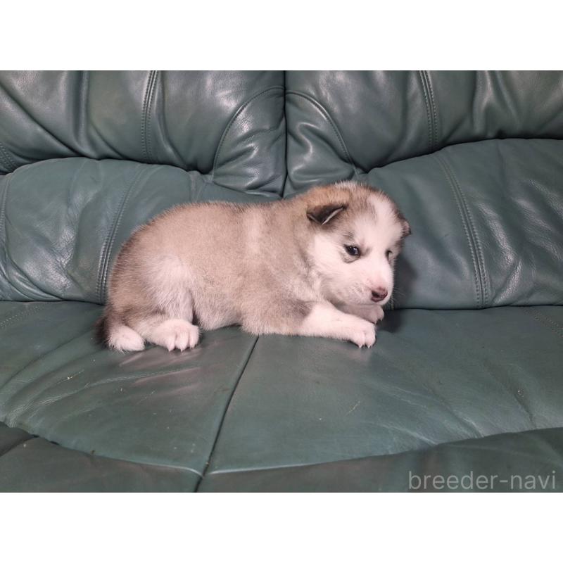 販売中の千葉県のミックス犬-412145の3枚目