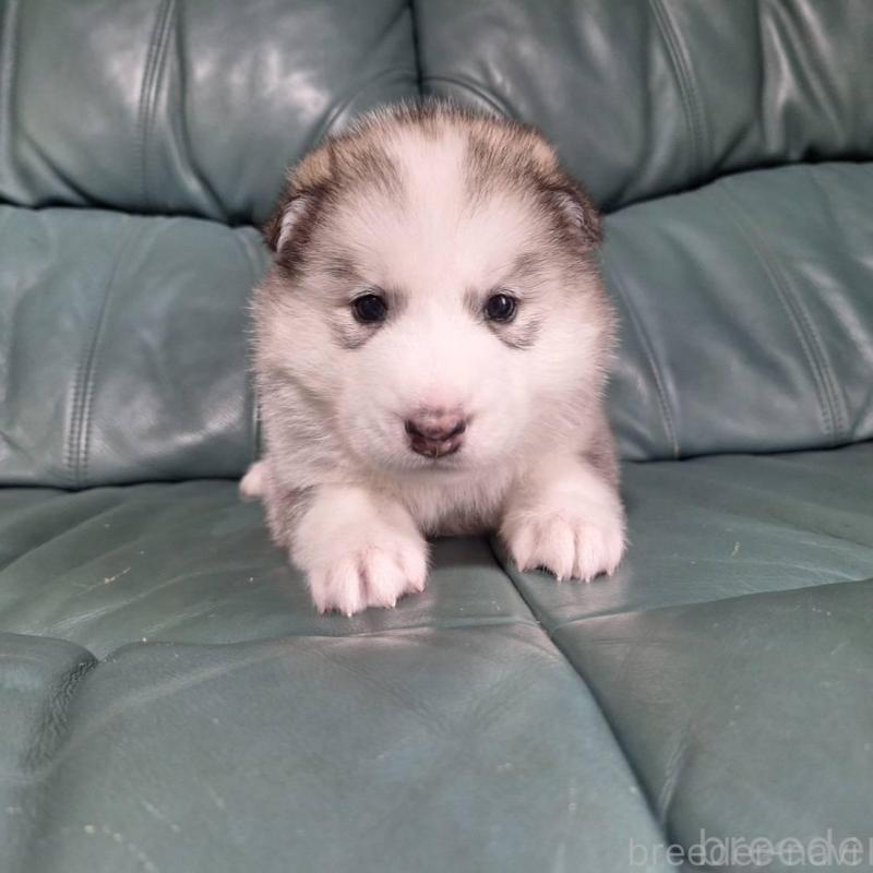 販売中の千葉県のミックス犬-412145の1枚目