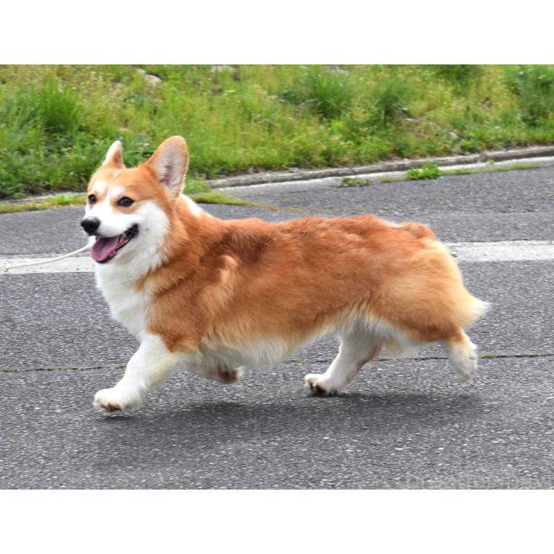 ボスくん1枚目