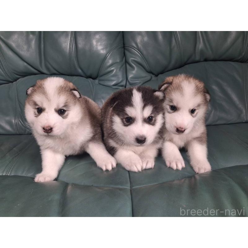 販売中の千葉県のミックス犬-412146の5枚目