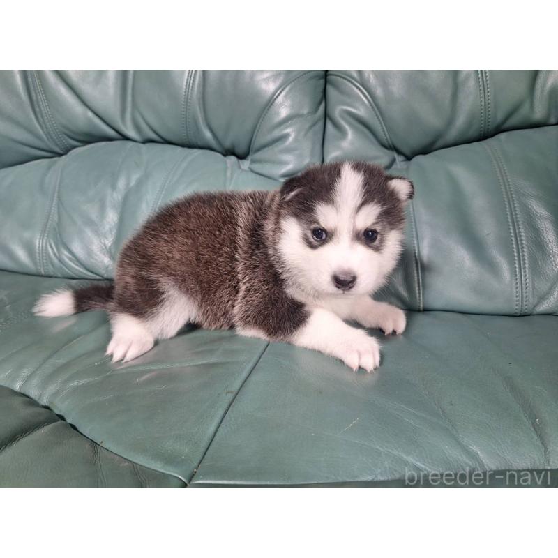 販売中の千葉県のミックス犬-412146の4枚目