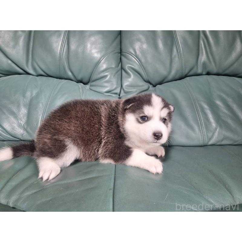 販売中の千葉県のミックス犬-412146の3枚目
