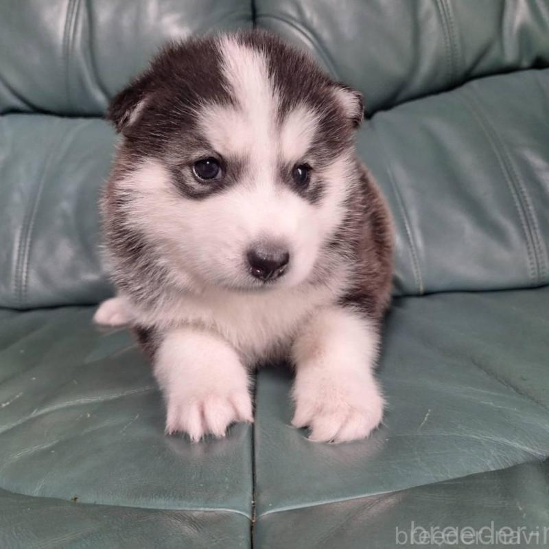 販売中の千葉県のミックス犬-412146の1枚目