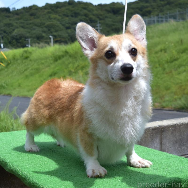 コウメちゃん1枚目