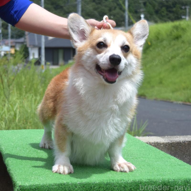 コウメちゃん1枚目
