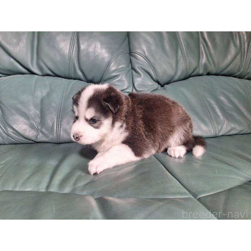 販売中の千葉県のミックス犬-412147の2枚目