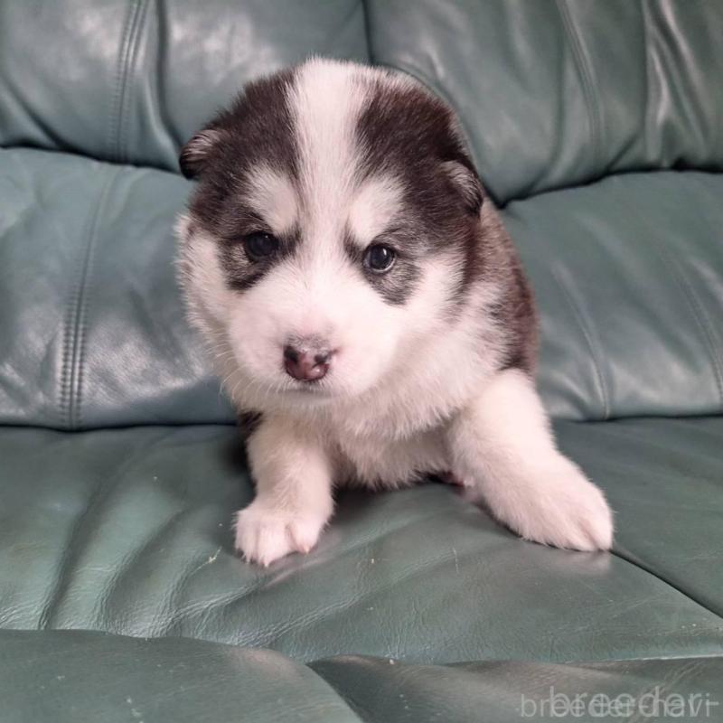 販売中の千葉県のミックス犬-412147の1枚目