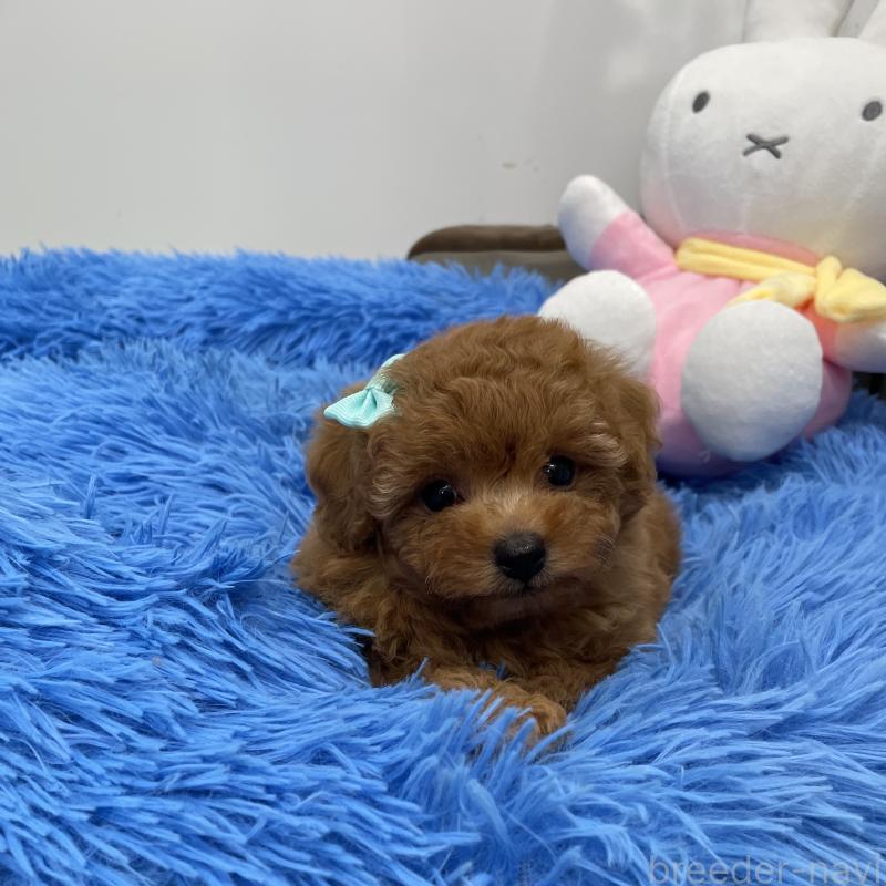 販売中の沖縄県のトイプードル-412151の1枚目