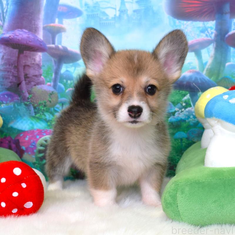 販売中の岡山県のウェルシュコーギーペンブローク-412154