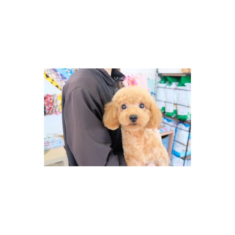 さくやちゃん1枚目