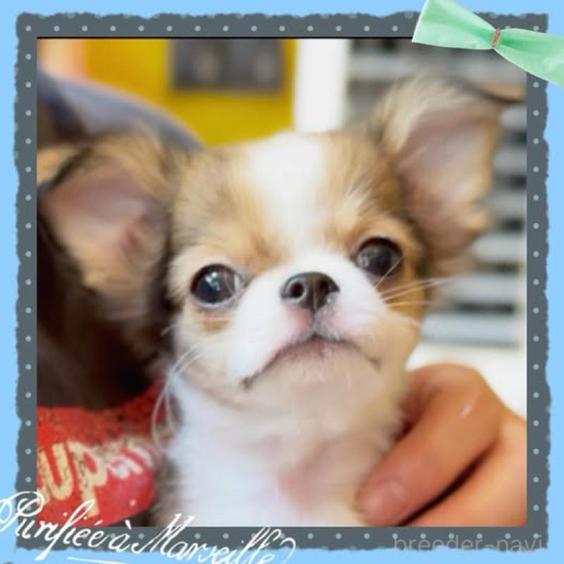 成約済の静岡県のチワワ(ロングコート)-398097の2枚目