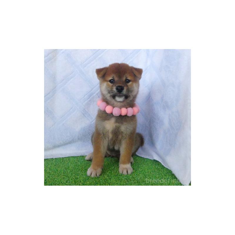 販売中の静岡県の柴犬-412165の5枚目