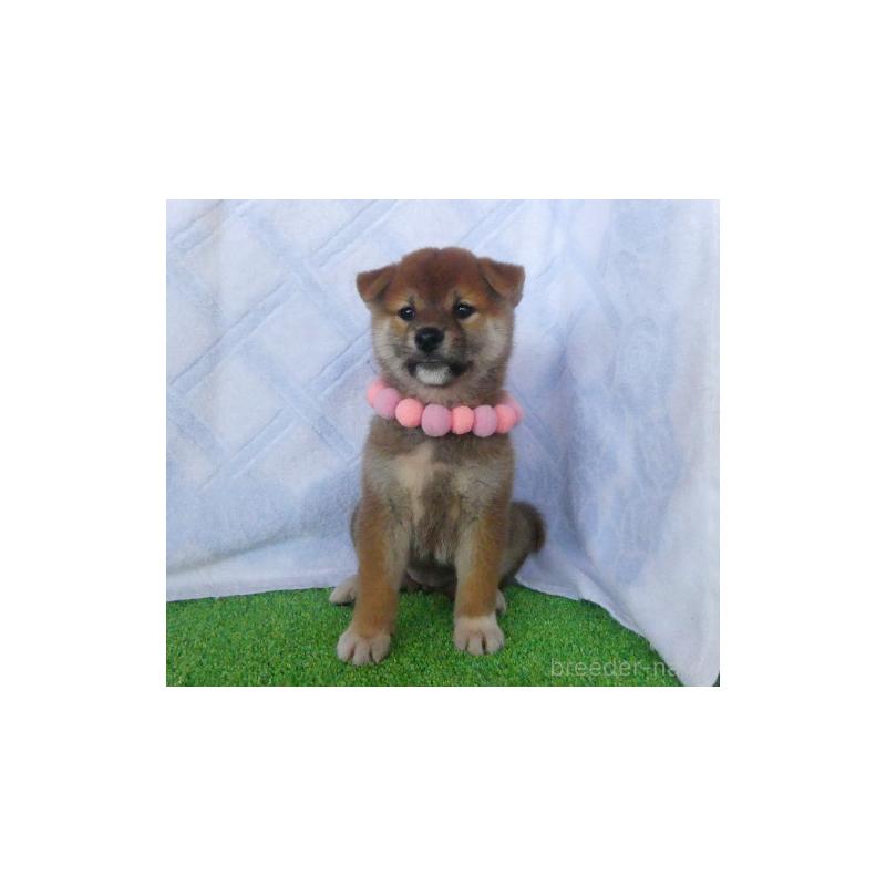 販売中の静岡県の柴犬-412165の3枚目