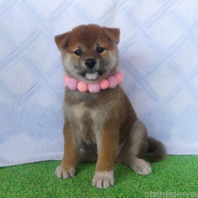 販売中の静岡県の柴犬-412165の1枚目