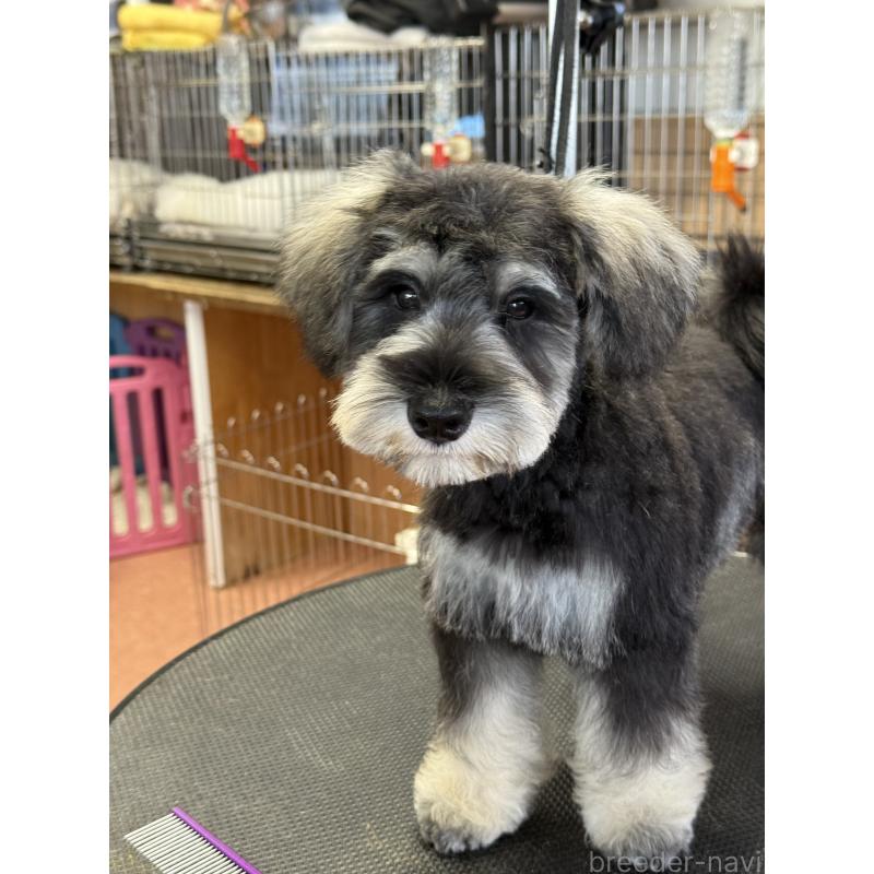 成約済の栃木県のミニチュアシュナウザー-399659の9枚目