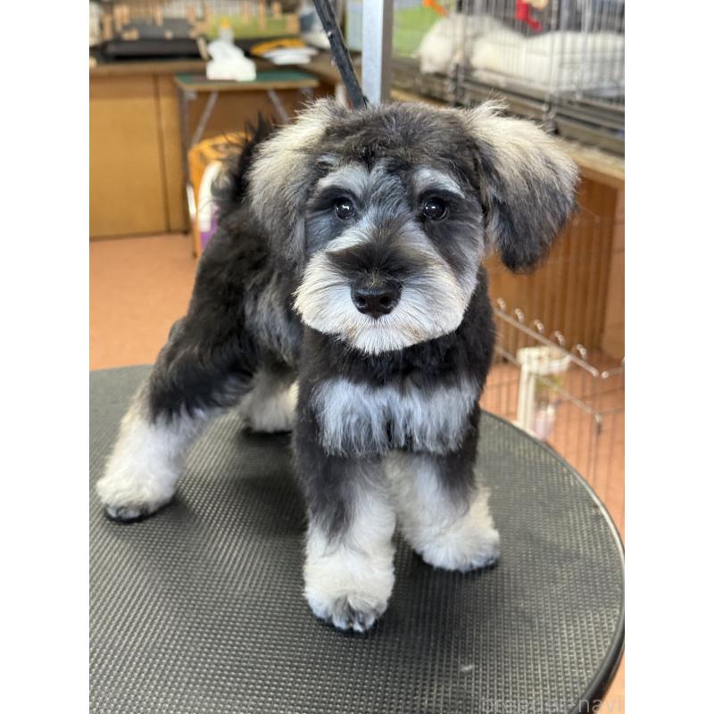 成約済の栃木県のミニチュアシュナウザー-399659の8枚目