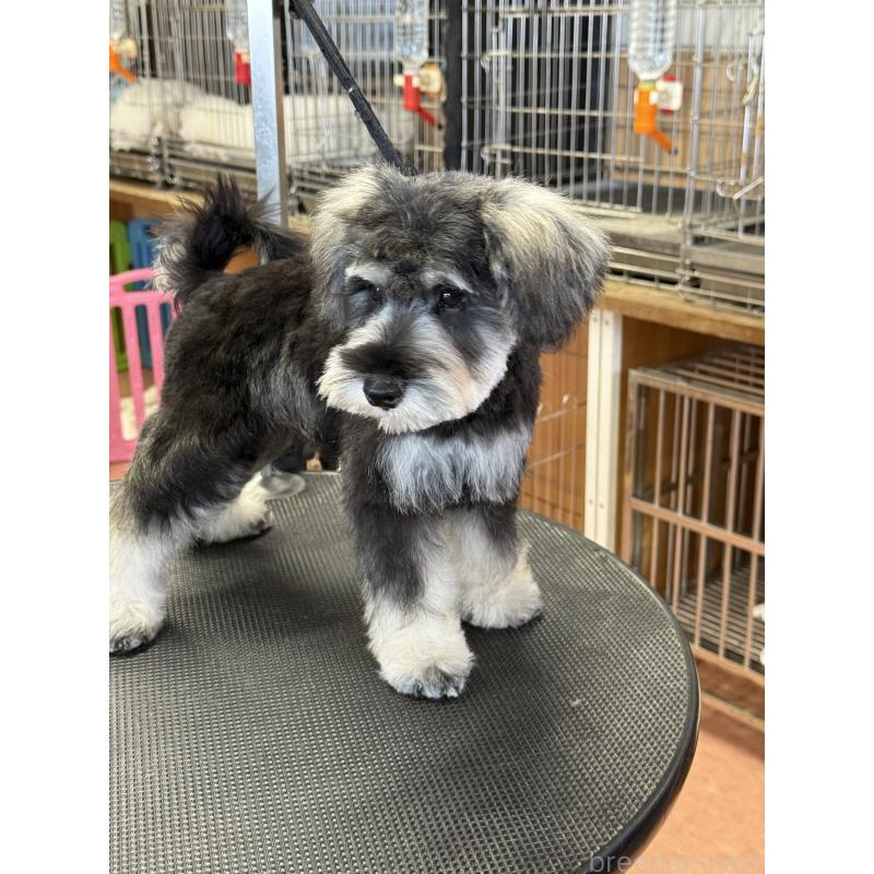 成約済の栃木県のミニチュアシュナウザー-399659の7枚目