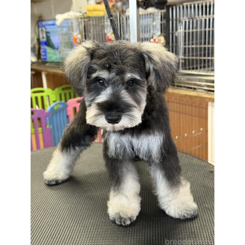 成約済の栃木県のミニチュアシュナウザー-399659の6枚目