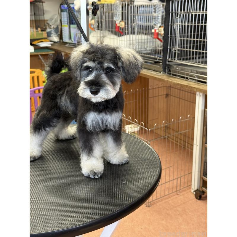 成約済の栃木県のミニチュアシュナウザー-399659の5枚目