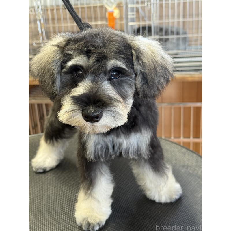 成約済の栃木県のミニチュアシュナウザー-399659の4枚目