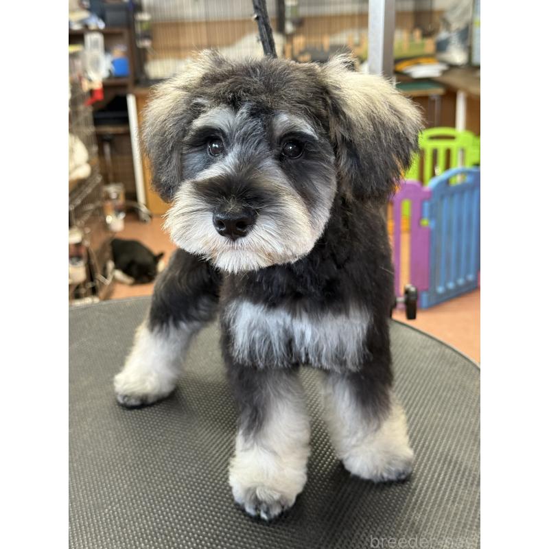 成約済の栃木県のミニチュアシュナウザー-399659の3枚目