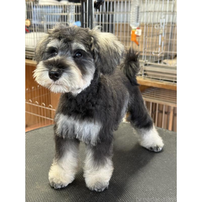 成約済の栃木県のミニチュアシュナウザー-399659の2枚目