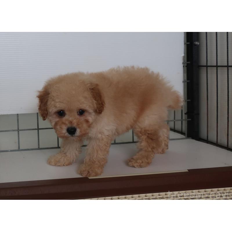販売中の長崎県のトイプードル-412171の2枚目