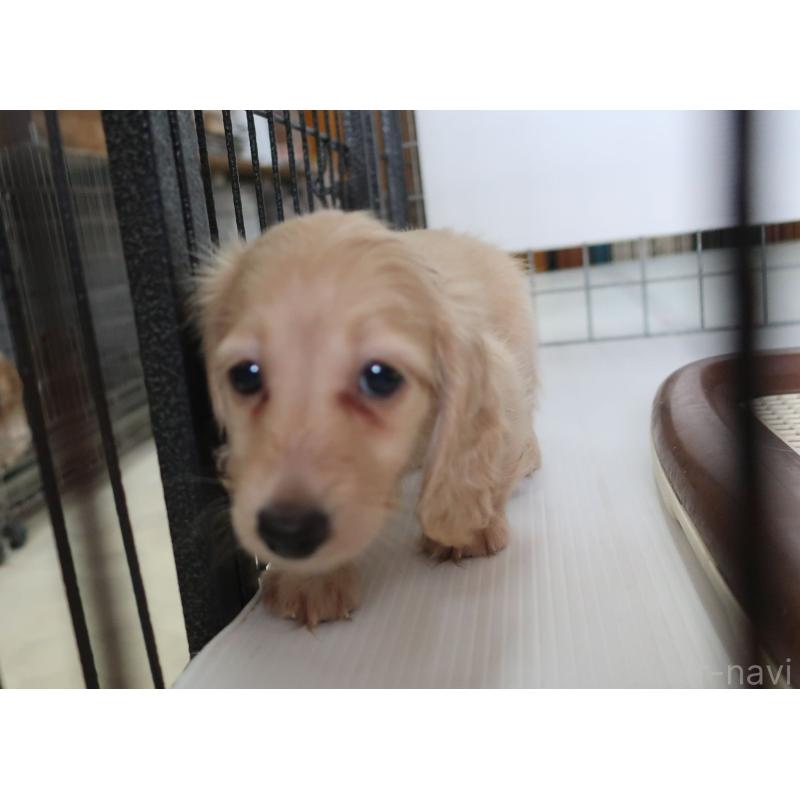 販売中の長崎県のミニチュアダックスフンド(ロングヘアード)-412173の6枚目